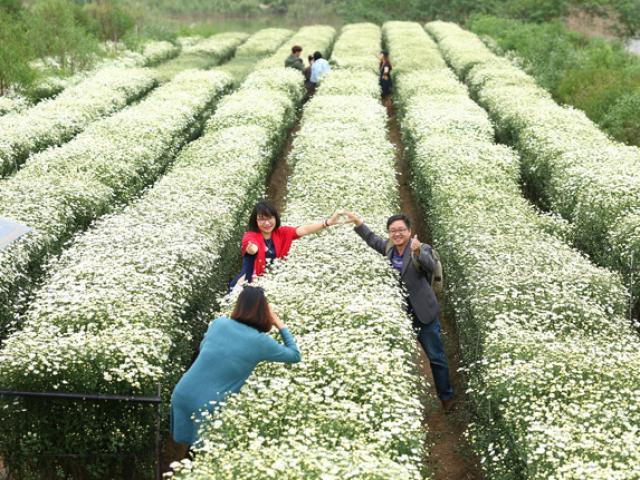 Thị trường - Tiêu dùng - Cúc họa mi vào mùa, nông dân bỏ túi chục triệu/ngày