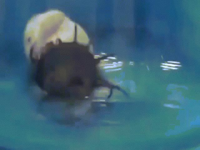 Media - Áp sát tấn công, rết phun độc hạ gục chuột trong nháy mắt