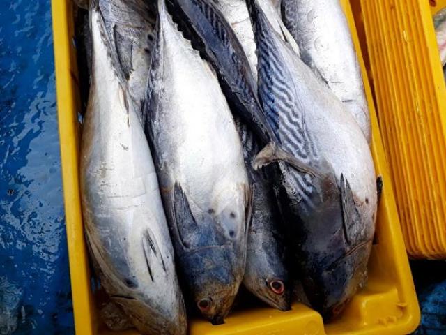 Thị trường - Tiêu dùng - Chạy bão số 9: Trúng "số" với hơn 20 tấn cá ngừ, cá bò Trường Sa