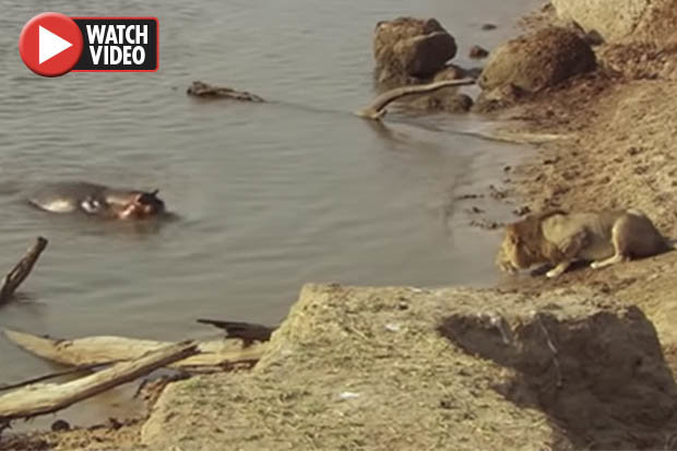 Bị hà mã đuổi, sư tử cúp đuôi chạy mất cả thần thái chúa tể - 1