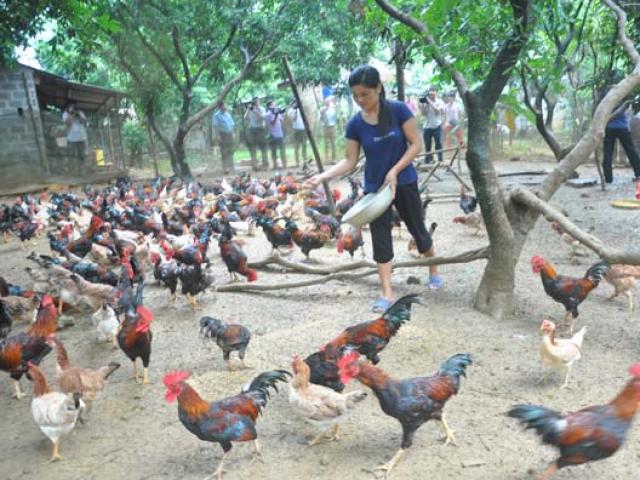 Thị trường - Tiêu dùng - Nuôi gà an toàn sinh học - nhẹ công, lãi cao
