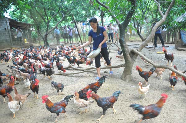 Nuôi gà an toàn sinh học - nhẹ công, lãi cao - 1
