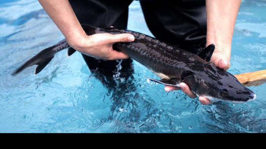 Trung Quốc ngừng xây cầu vì làm chết 6.000 con cá hiếm - 1