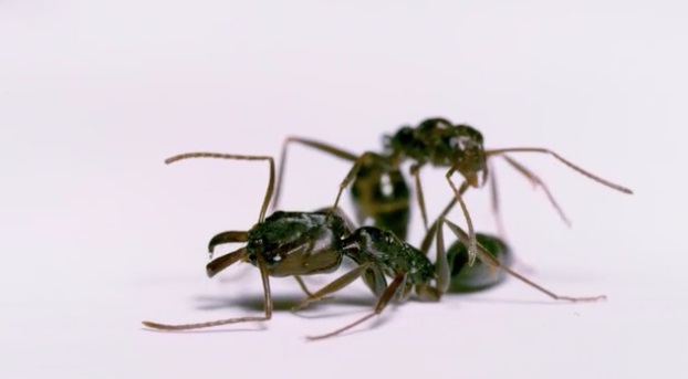 Đàn kiến hung hãn cắt đầu đối phương mang về trang trí tổ - 1