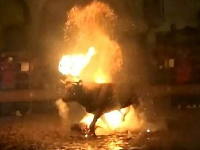 Du lịch - Bò đội lửa trên đầu rồi chạy cho đến chết cháy tại lễ hội Tây Ban Nha