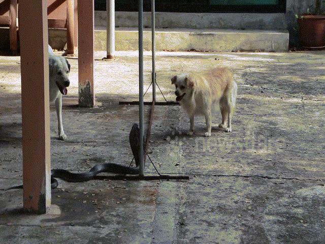 Thế giới - Hai chú chó hợp sức tấn công rắn hổ mang chúa bò vào nhà chủ