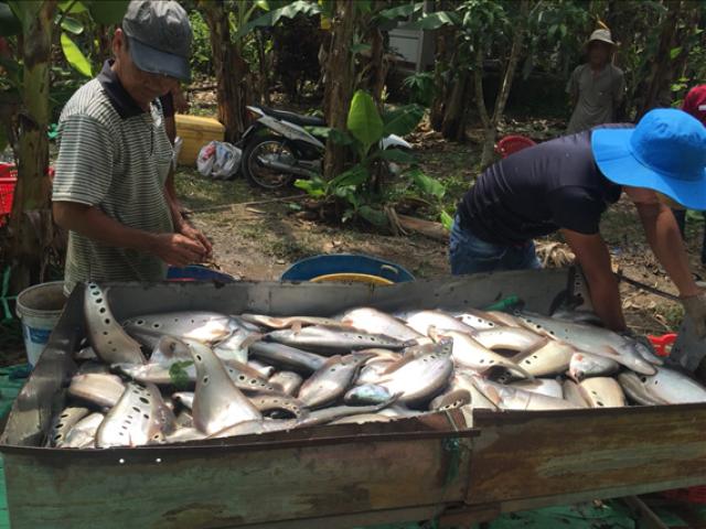 Thị trường - Tiêu dùng - Đổi đời, nên danh tỷ phú nhờ nuôi cá có chấm hoa "đỏm dáng"
