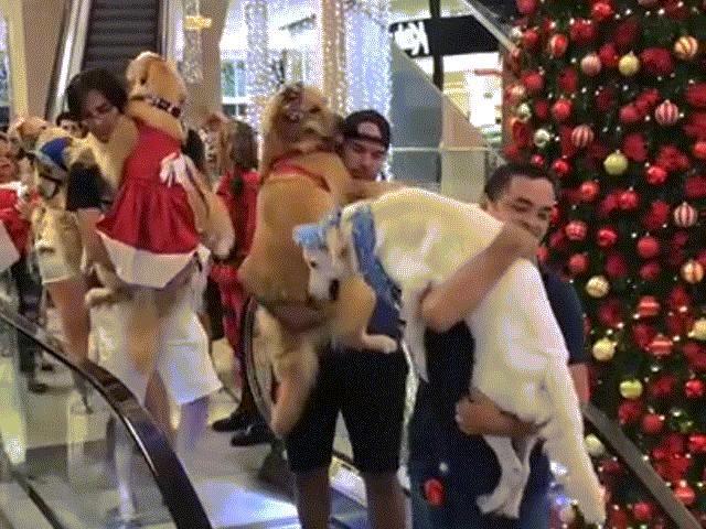 Media - "Con sen đưa boss béo ú đi thang cuốn" gây sốt ở Brazil