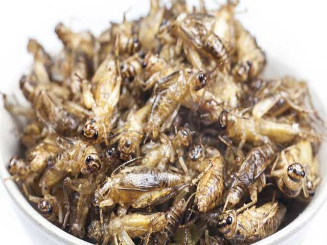Loại côn trùng là siêu thực phẩm giàu dinh dưỡng - 1