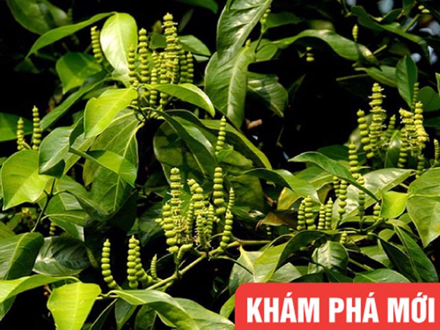 Tin tức sức khỏe - Việt Nam: Phát hiện loại cây cực quý cho người bệnh Gút