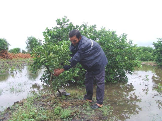 Bão số 9 quét qua, nông dân nháo nhào giải cứu vườn chanh tiền tỷ - 5