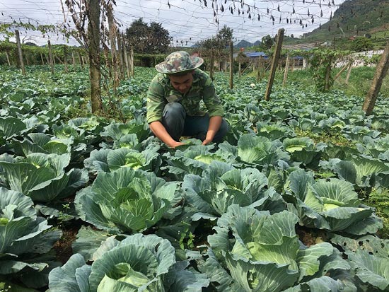 Trai 18 tuổi, trồng 6.000m2 rau cải bắp, kiếm 100 triệu đồng/năm - 1