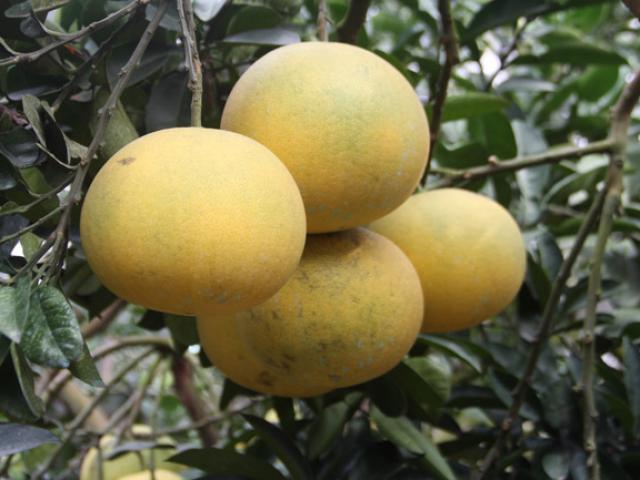 Thị trường - Tiêu dùng - Cho bưởi diễn sống chung với chè, tưởng “gàn dở” mà thu tiền "khủng"