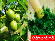 Tin tức sức khỏe - Khó ngủ lâu ngày: Uống cây gì để cứ lên giường là chìm vào giấc ngủ