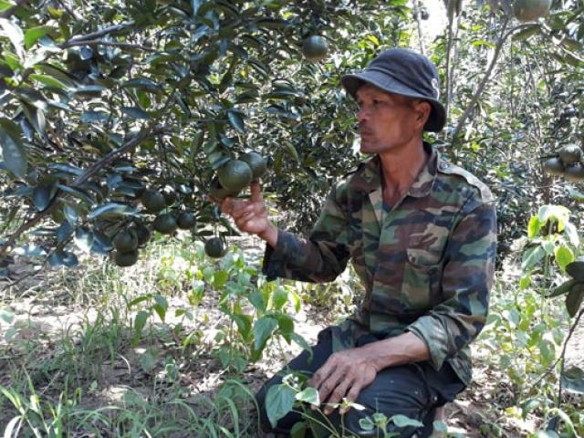 Thị trường - Tiêu dùng - "Biến" vùng đất "chết" thành vườn cam trị giá hàng trăm triệu