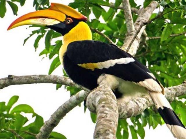 Tin tức trong ngày - Dân mạng chia phe “hồng hoàng hay cao cát”, kiểm lâm quyết làm “ra ngô ra khoai”