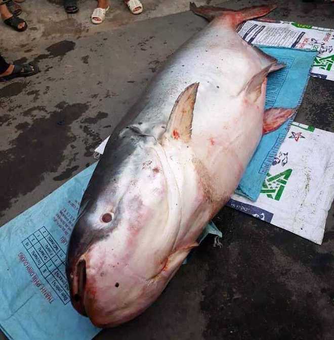 Nóng 24h qua: Tuyên án 4 bị cáo đâm chết 2 “hiệp sĩ” ở Sài Gòn, tử hình Tài “mụn” - 4