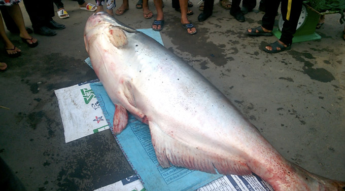 &#34;Thủy quái&#34; cá tra dầu khủng nặng 240 kg được bán giá 70 triệu đồng - 2