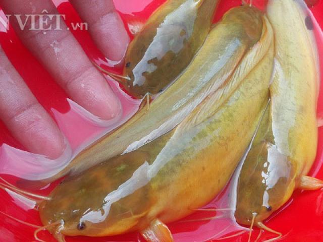 Thị trường - Tiêu dùng - Nam Định: Đã mắt ngắm đàn cá vàng như nghệ, thu trăm triệu/năm