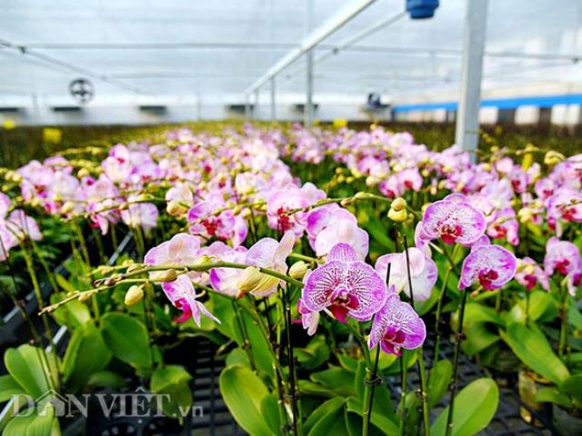 Thị trường - Tiêu dùng - "Ông trùm" trồng lan hồ điệp công nghệ cao đút túi cả chục tỷ/năm