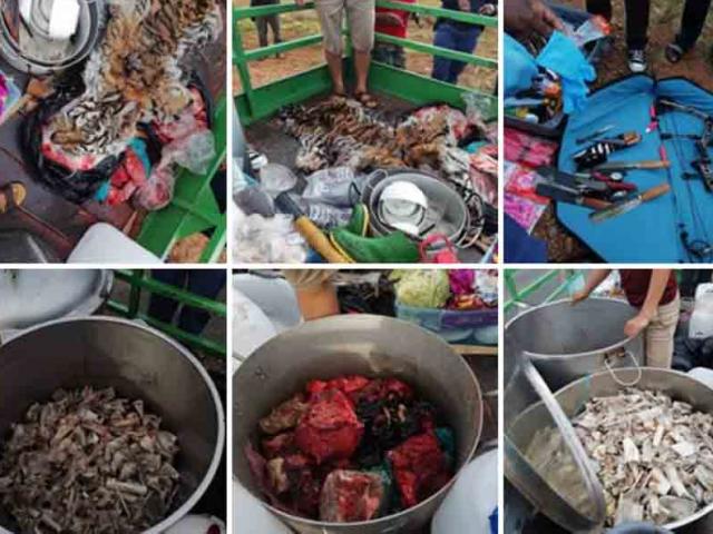 Thế giới - Nam Phi: 6 người Việt tham gia giết 40 con sư tử trong 2 ngày