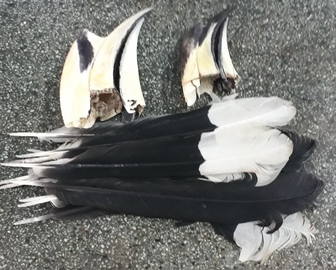 Tranh cãi “hồng hoàng hay cao cát?”: Đã có kết quả xác minh chính thức - 1