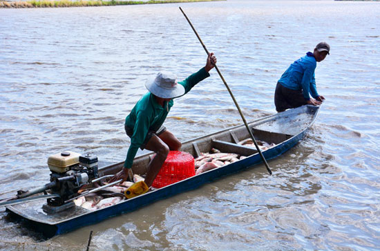 Lạ mà hay: Nuôi cá trên ruộng không cần cho ăn, vẫn trúng đậm - 2