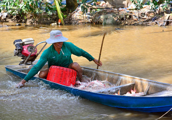 Lạ mà hay: Nuôi cá trên ruộng không cần cho ăn, vẫn trúng đậm - 7