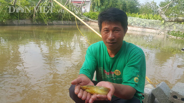 Nam Định: Đã mắt ngắm đàn cá vàng như nghệ, thu trăm triệu/năm - 1