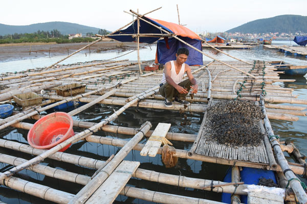 "Sốc" vì ngao, hàu đang lớn nhanh bỗng há miệng, sủi bọt và chết - 1
