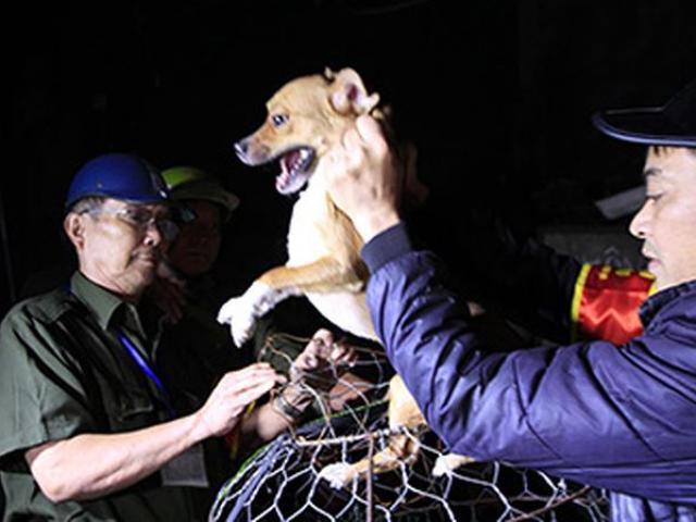 Tin tức trong ngày - Bắt chó thả rông ở Hà Nội: Chủ chó nói gì?