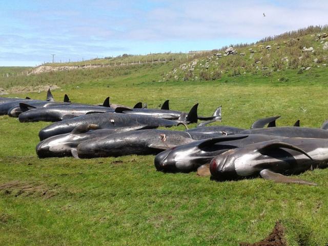 Thế giới - 90 con cá voi trôi dạt bờ biển New Zealand trong một ngày