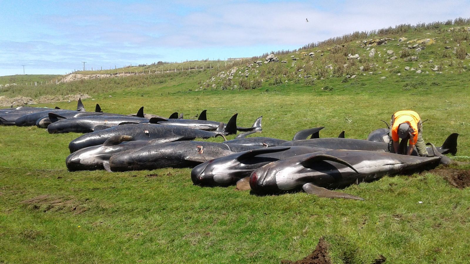 90 con cá voi trôi dạt bờ biển New Zealand trong một ngày - 1