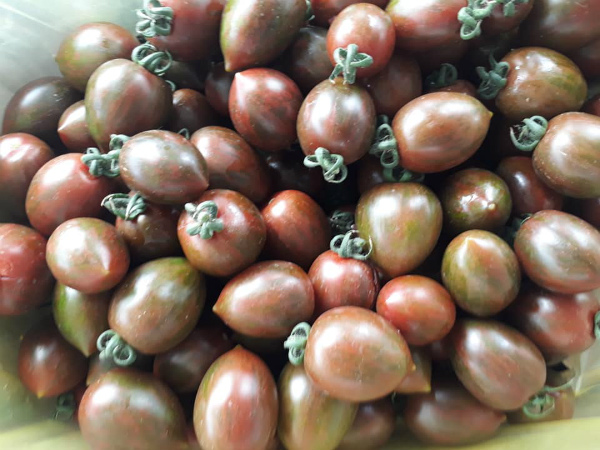 Loại cà chua “nhỏ nhưng có võ”, giá cao ngất vẫn không đủ bán - 2