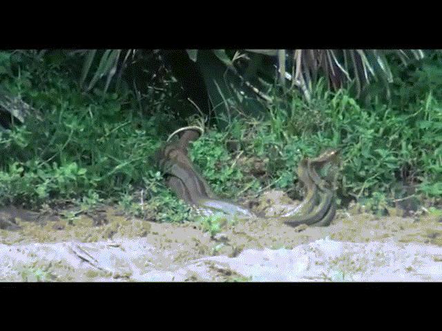 Phi thường - kỳ quặc - Cận cảnh rắn khổng lồ đấu tay ba, liên tiếp đè đầu vít cổ nhau