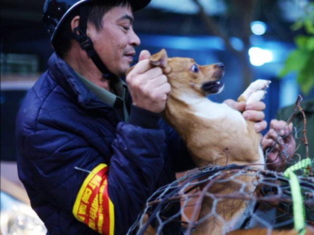 Tin tức trong ngày - Trăn trở của người "săn" chó thả rông chuyên nghiệp tại Hà Nội