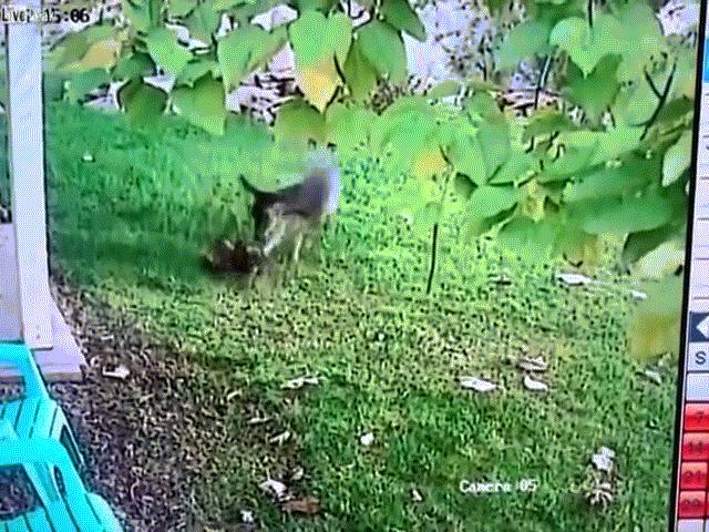 Thế giới - Nai "nổi cơn thịnh nộ" hiếm thấy, đuổi đánh mèo đến chết