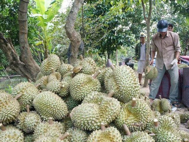 Thị trường - Tiêu dùng - Sầu riêng nghịch mùa rớt giá
