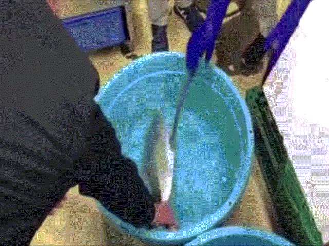 Phi thường - kỳ quặc - Video: Thả cá đông lạnh vào nước ấm và điều kỳ diệu xảy ra