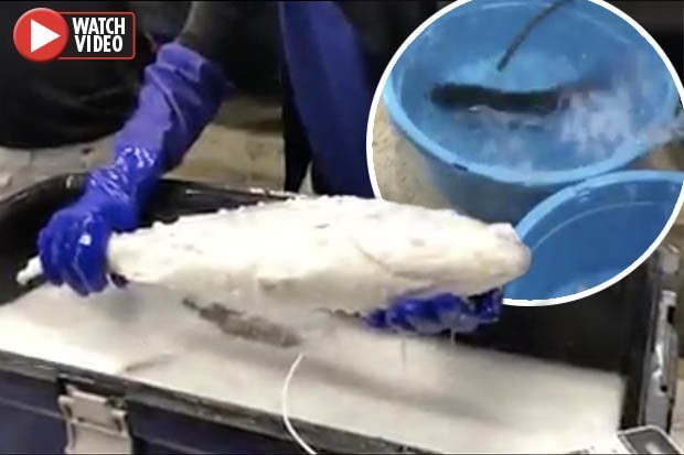 Video: Thả cá đông lạnh vào nước ấm và điều kỳ diệu xảy ra - 1