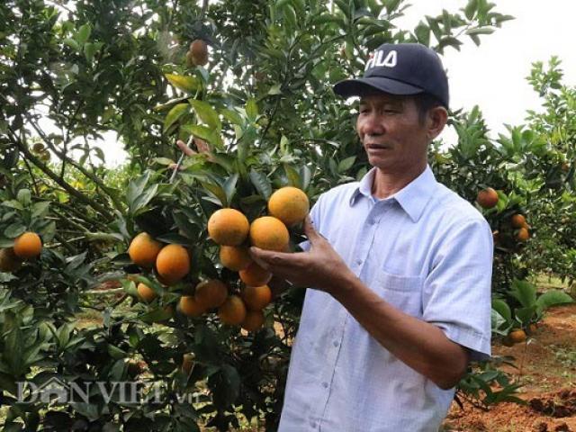 Thị trường - Tiêu dùng - Bỏ cà phê trồng cam lòng vàng, "bắt" đất dốc "đẻ" cả tỷ bạc