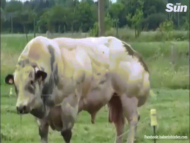 Phi thường - kỳ quặc - Bò cơ bắp cuồn cuộn như lực sĩ gây sốt mạng