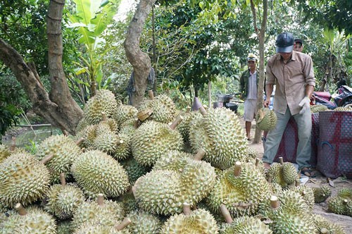 Sầu riêng nghịch mùa rớt giá - 1