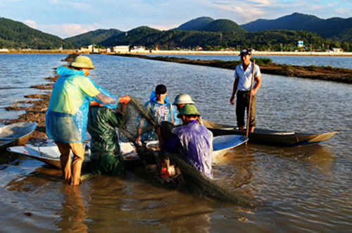 Đã mắt ngắm đàn cá đồng tươi roi rói, nhảy như làm xiếc - 2