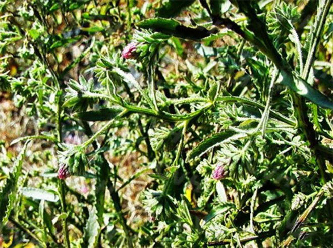 An Hầu Đan có phải dạng viên ngậm thông thường? - 1