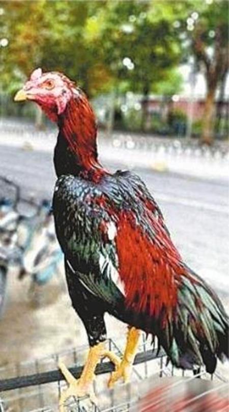 Lãi ròng trăm triệu/năm nhờ nuôi loài siêu &#34;hiếu chiến&#34; - 2