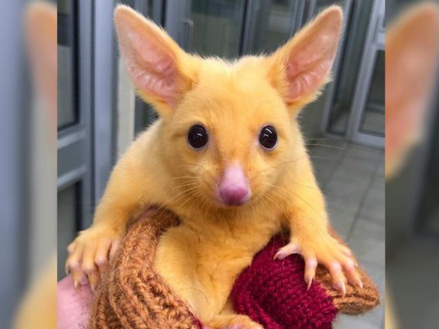 Phi thường - kỳ quặc - Dân mạng phát sốt với con vật giống y hệt Pikachu