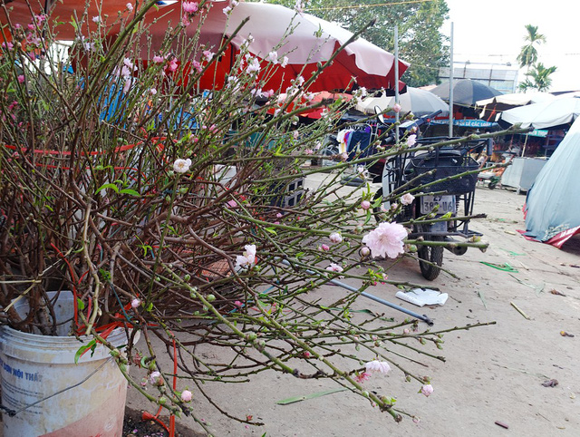 Chuyện lạ: Hoa đào bất ngờ bung nở rầm rộ, giá 200.000 đồng/cành - 5