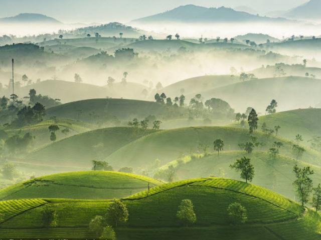 Du lịch - Đồi chè Việt Nam đẹp ngất ngây trong cuộc thi ảnh thế giới