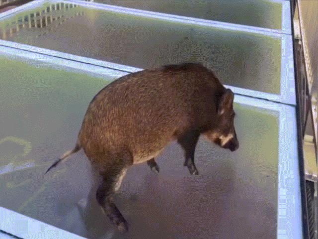 Media - Chú lợn rừng "tê liệt toàn thân" khi đi trên cầu kính